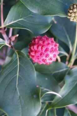 Empress Of China Dogwood - 3 Gallon Pot 15 Empress Of China Dogwood - 3 Gallon Pot -Wilson Bros Gardens Dogwood Empress of China 31