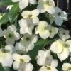 Empress Of China Dogwood - 3 Gallon Pot -Wilson Bros Gardens Dogwood Empress of China 33