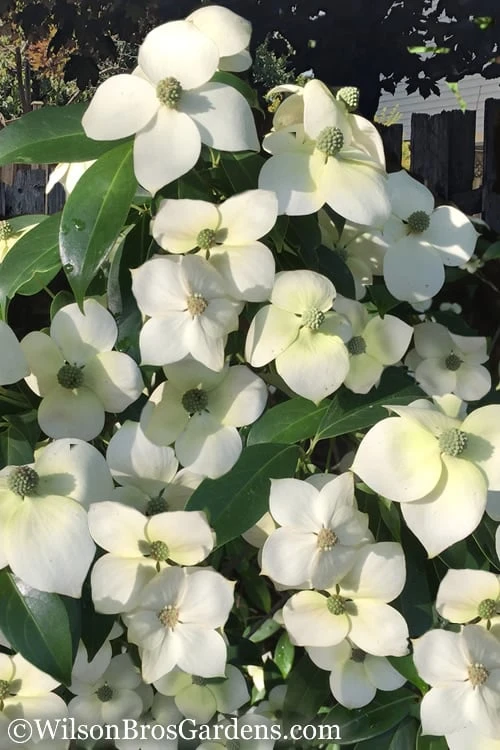Empress Of China Dogwood - 3 Gallon Pot 3 Empress Of China Dogwood - 3 Gallon Pot
