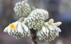 Edgeworthia Chrysantha Paper Bush - 7 Gallon Pot 24 Edgeworthia Chrysantha Paper Bush - 7 Gallon Pot -Wilson Bros Gardens Edgeworthia Flower Buds 1