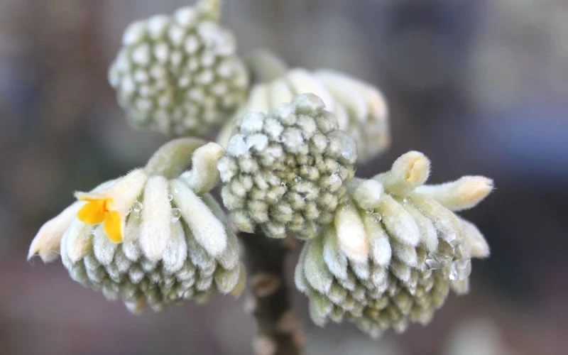 Winter Gold Edgeworthia Chrysantha - Paper Bush - 3 Gallon Pot 11 Winter Gold Edgeworthia Chrysantha - Paper Bush - 3 Gallon Pot - Image 9