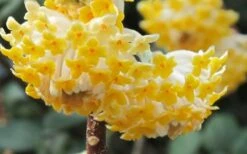 Winter Gold Edgeworthia Chrysantha - Paper Bush - 3 Gallon Pot 20 Winter Gold Edgeworthia Chrysantha - Paper Bush - 3 Gallon Pot -Wilson Bros Gardens Edgeworthia Paper Bush