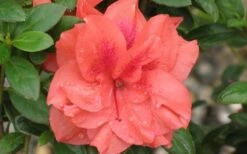 Autumn Monarch Encore Azalea - 1 Gallon Pot -Wilson Bros Gardens Encore Azalea Autumn Monarch 4 50