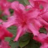 Autumn Sundance Encore Azalea - 3 Gallon Pot -Wilson Bros Gardens Encore Azalea Autumn Sundance Rev 500x750 1