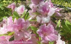 Autumn Sweetheart Encore Azalea - 1 Gallon Pot 9 Autumn Sweetheart Encore Azalea - 1 Gallon Pot -Wilson Bros Gardens Encore Azalea Autumn Sweetheart 51