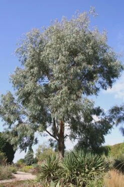 Angus Cold Hardy Eucalyptus Tree (Eucalyptus Nicholii) - 3 Quart Pot -Wilson Bros Gardens Eucalyptus Angus 16