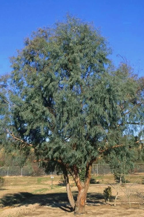 Angus Cold Hardy Eucalyptus Tree (Eucalyptus Nicholii) - 2 Gallon Pot 6 Angus Cold Hardy Eucalyptus Tree (Eucalyptus Nicholii) - 2 Gallon Pot - Image 4