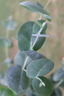 Big O Cold Hardy Eucalyptus Tree (Eucalyptus Neglecta) - 2 Gallon Pot -Wilson Bros Gardens Eucalyptus Big O 3 500x750 4