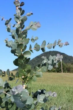 Big O Cold Hardy Eucalyptus Tree (Eucalyptus Neglecta) - 6 Pack Of 1 Gallon Pots 15 Big O Cold Hardy Eucalyptus Tree (Eucalyptus Neglecta) - 6 Pack Of 1 Gallon Pots -Wilson Bros Gardens Eucalyptus Big O Cold 2 500x750 2