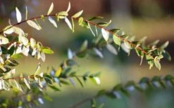 Funky Monkey Cold Hardy Eucalyptus Tree (Eucalyptus Parvula) - 5 Gallon Pot 13 Funky Monkey Cold Hardy Eucalyptus Tree (Eucalyptus Parvula) - 5 Gallon Pot -Wilson Bros Gardens Eucalyptus Funky Monkey Leaves 4