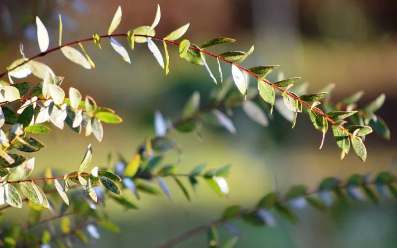 Funky Monkey Cold Hardy Eucalyptus Tree (Eucalyptus Parvula) - 5 Gallon Pot 7 Funky Monkey Cold Hardy Eucalyptus Tree (Eucalyptus Parvula) - 5 Gallon Pot - Image 6