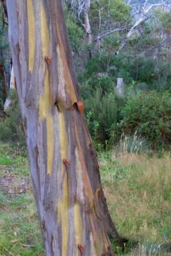 Sheila Cold Hardy Eucalyptus Tree (Eucalyptus Stellulata) - 6 Pack Of 1 Gallon Pots -Wilson Bros Gardens Eucalyptus Sheila 10 1