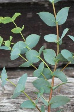 Sheila Cold Hardy Eucalyptus Tree (Eucalyptus Stellulata) - 6 Pack Of 1 Gallon Pots -Wilson Bros Gardens Eucalyptus Sheila 2 1