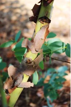 Sheila Cold Hardy Eucalyptus Tree (Eucalyptus Stellulata) - 6 Pack Of 1 Gallon Pots -Wilson Bros Gardens Eucalyptus Sheila 9 1