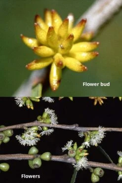 Skinny Minny Hardy Eucalyptus Tree (Eucalyptus Moorei) - Quart Pot 8 Skinny Minny Hardy Eucalyptus Tree (Eucalyptus Moorei) - Quart Pot -Wilson Bros Gardens Eucalyptus Skinny Minny 1