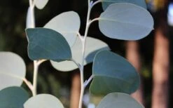 Mappa Tassie Cold Hardy Eucalyptus Tree (Eucalyptus Pauciflora) - 3 Quart Pot -Wilson Bros Gardens Eucalyptus Tree Mappa Tassie Pauciflora Snow Gum 1