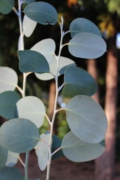 Mappa Tassie Cold Hardy Eucalyptus Tree (Eucalyptus Pauciflora) - 1 Gallon Pot 13 Mappa Tassie Cold Hardy Eucalyptus Tree (Eucalyptus Pauciflora) - 1 Gallon Pot -Wilson Bros Gardens Eucalytptus Mappa Tassie BS 3