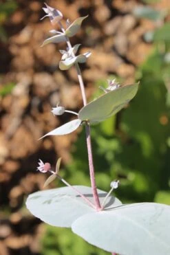 Maggie Cold Hardy Eucalyptus Tree (Eucalyptus Nova Anglica) - 3 Gallon Pot -Wilson Bros Gardens Eusalyptus Maggie 1 500x750 2