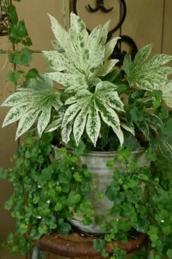 Spider's Web Fatsia - Japanese Aralia Paper Plant - 2 Gallon Pot -Wilson Bros Gardens Fatsia Spiders Web 21
