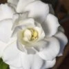 Double Mint Gardenia - 6 Pack Of 1 Gallon Pots 2 Double Mint Gardenia - 6 Pack Of 1 Gallon Pots -Wilson Bros Gardens Gardenia Double Mint 5