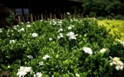 Double Mint Gardenia - 6 Pack Of 1 Gallon Pots -Wilson Bros Gardens Gardenia Double Mint 8