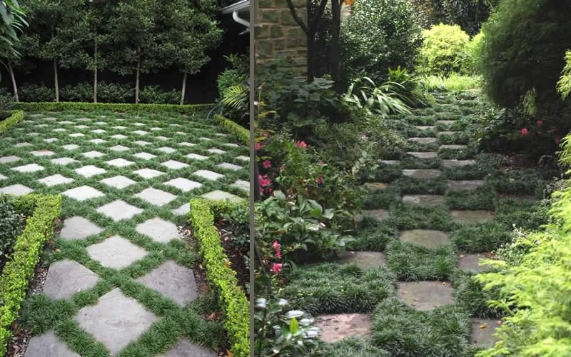 Kyoto Super Dwarf Mondo Grass - 3 Pack Of Pint Pots 8 Kyoto Super Dwarf Mondo Grass - 3 Pack Of Pint Pots - Image 6