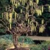 Harry Lauder's Walking Stick - Corylus Avellana 'Contorta' - 5 Gallon Pot -Wilson Bros Gardens Harry Lauder Walking Stick 17