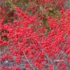Male & Female Winterberry Holly Combo (2-Pack Of 3 Gallon Pots) -Wilson Bros Gardens Holly Winter Red 1