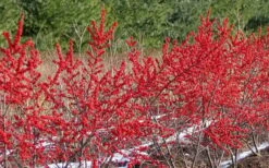 Male & Female Winterberry Holly Combo (2-Pack Of 3 Gallon Pots) -Wilson Bros Gardens Holly Winter Red 4