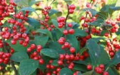 Male & Female Winterberry Holly Combo (2-Pack Of 3 Gallon Pots) -Wilson Bros Gardens Holly Winter Red 7