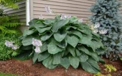 Empress Wu Giant Hosta Lily - 1 Gallon Pot 13 Empress Wu Giant Hosta Lily - 1 Gallon Pot -Wilson Bros Gardens Hosta Empress Wu 20