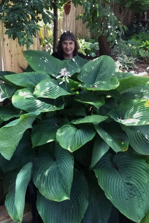 Empress Wu Giant Hosta Lily - 1 Gallon Pot 3 Empress Wu Giant Hosta Lily - 1 Gallon Pot