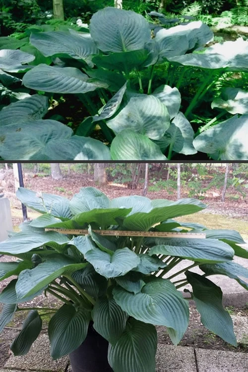 Empress Wu Giant Hosta Lily - 1 Gallon Pot 8 Empress Wu Giant Hosta Lily - 1 Gallon Pot - Image 6