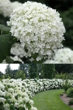 Annabelle Hydrangea - 3 Gallon Pot 14 Annabelle Hydrangea - 3 Gallon Pot -Wilson Bros Gardens Hydrangea Annabelle 1 500x750 1