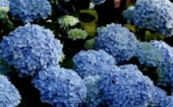 Big Daddy Hydrangea - 1 Gallon Pot -Wilson Bros Gardens Hydrangea Big Daddy 1