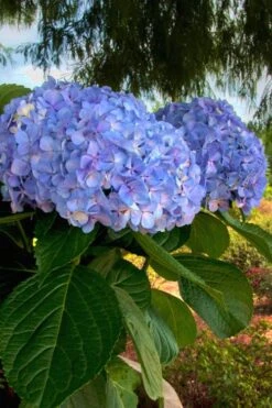 Big Daddy Hydrangea - 2 Gallon Pot 10 Big Daddy Hydrangea - 2 Gallon Pot -Wilson Bros Gardens Hydrangea Big Daddy 500x750 1