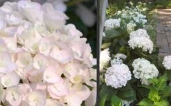 Blushing Bride Endless Summer Hydrangea - 1 Gallon Pot -Wilson Bros Gardens Hydrangea Blushing Bride