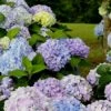 Dear Dolores Hydrangea - 1 Gallon Pot -Wilson Bros Gardens Hydrangea Dear Delores 500x750 1