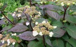 Lady In Red Hydrangea - 3 Gallon Pot 13 Lady In Red Hydrangea - 3 Gallon Pot -Wilson Bros Gardens Hydrangea Lady In Red Budded
