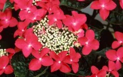 Lady In Red Hydrangea - 3 Gallon Pot 12 Lady In Red Hydrangea - 3 Gallon Pot -Wilson Bros Gardens Hydrangea Lady In Red Flower Closeup