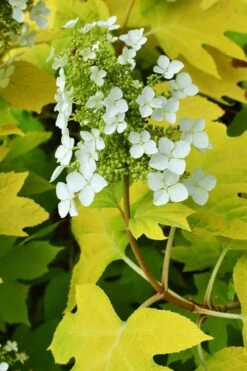 Little Honey Oakleaf Hydrangea - 1 Gallon Pot -Wilson Bros Gardens Hydrangea Little Honey 3