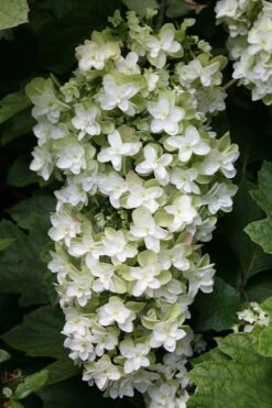 Snowflake Oakleaf Hydrangea - 3 Gallon Pot 20 Snowflake Oakleaf Hydrangea - 3 Gallon Pot -Wilson Bros Gardens Hydrangea Snowflake 10