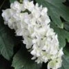 Snowflake Oakleaf Hydrangea - 3 Gallon Pot -Wilson Bros Gardens Hydrangea Snowflake 14