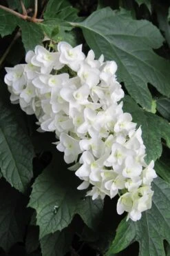 Snowflake Oakleaf Hydrangea - 3 Gallon Pot