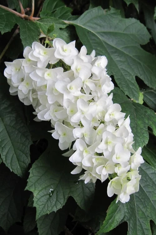 Snowflake Oakleaf Hydrangea - 3 Gallon Pot 3 Snowflake Oakleaf Hydrangea - 3 Gallon Pot