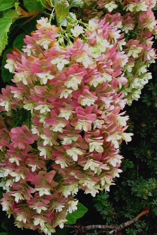 Snowflake Oakleaf Hydrangea - 3 Gallon Pot 8 Snowflake Oakleaf Hydrangea - 3 Gallon Pot - Image 6