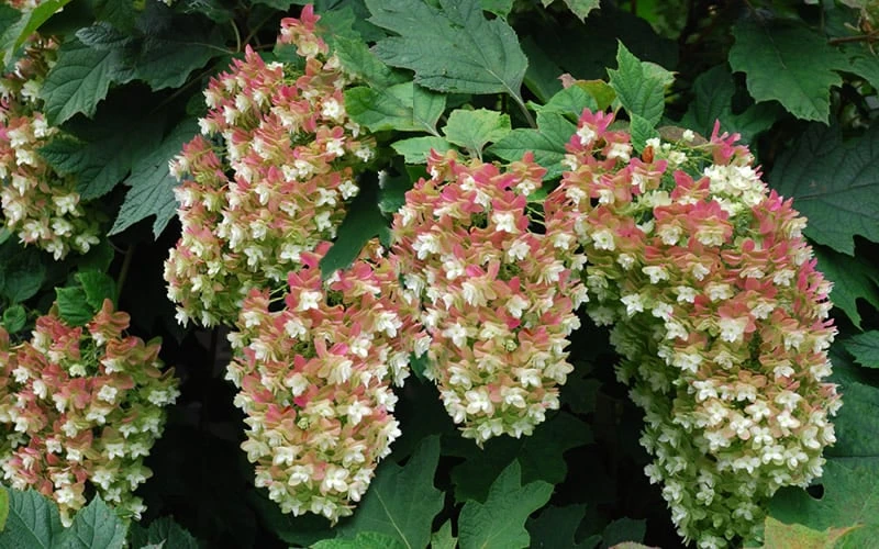 Snowflake Oakleaf Hydrangea - 3 Gallon Pot 12 Snowflake Oakleaf Hydrangea - 3 Gallon Pot - Image 10