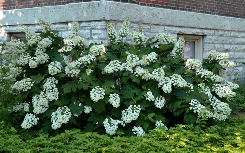 Snowflake Oakleaf Hydrangea - 3 Gallon Pot 10 Snowflake Oakleaf Hydrangea - 3 Gallon Pot - Image 8