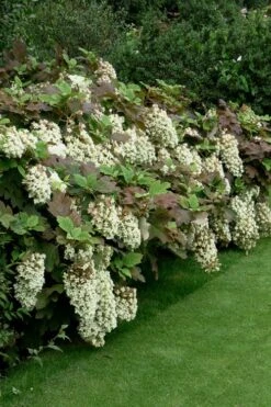 Snowflake Oakleaf Hydrangea - 3 Gallon Pot 18 Snowflake Oakleaf Hydrangea - 3 Gallon Pot -Wilson Bros Gardens Hydrangea Snowflake 8