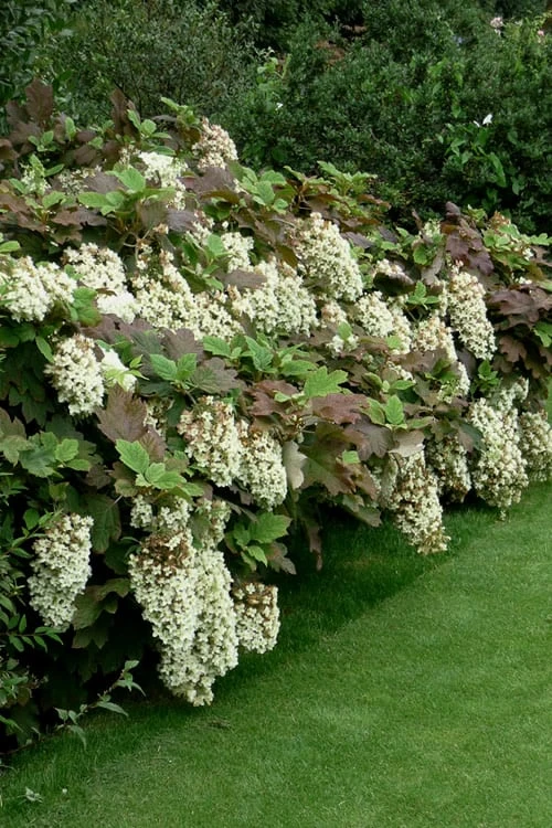 Snowflake Oakleaf Hydrangea - 3 Gallon Pot 9 Snowflake Oakleaf Hydrangea - 3 Gallon Pot - Image 7